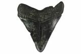 3.31" Fossil Megalodon Tooth - Serrated Blade - #130852-2